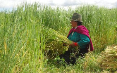 Foto Setem Hego Haizea. Proyecto de cooperación apoyando la agroecología en comunidades indígenas en Ecuador