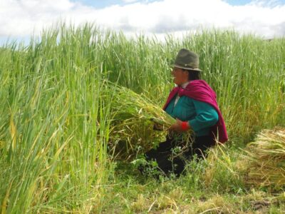 Argazkia: Setem Hego Haizea. Ekuadorreko komunitate indigenetan agroekologia bultzateko lankidetza proiektua