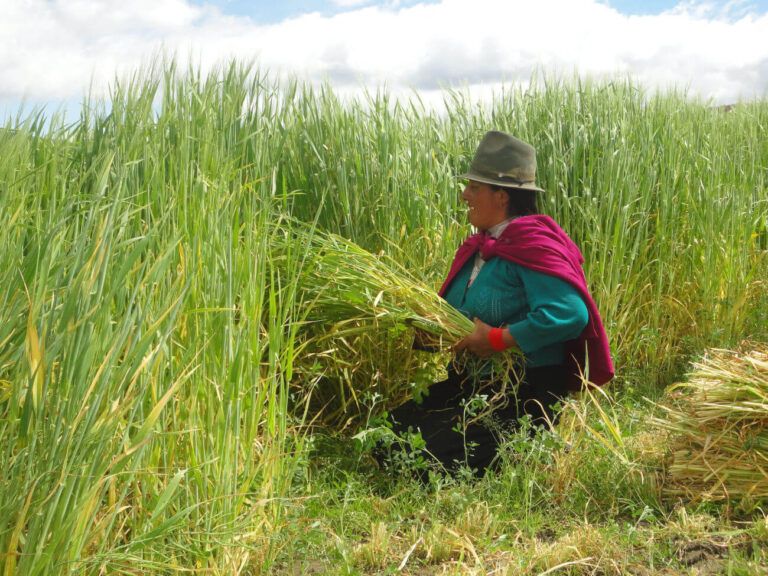 Foto Setem Hego Haizea. Proyecto de cooperación apoyando la agroecología en comunidades indígenas en Ecuador